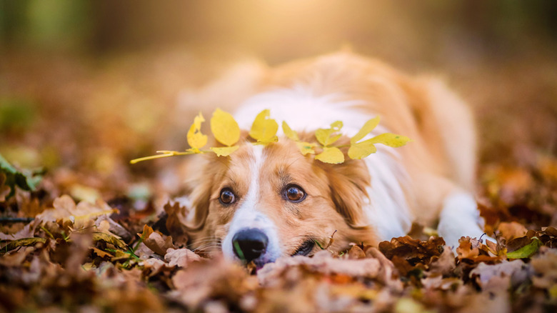 Dogs playing