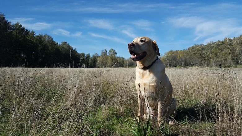 Dogs playing