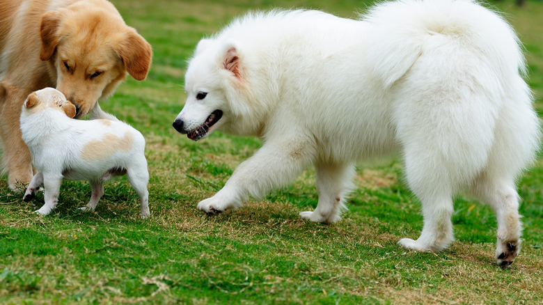 Dogs playing