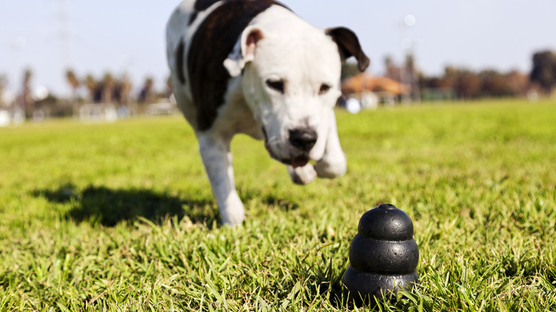 Dogs playing