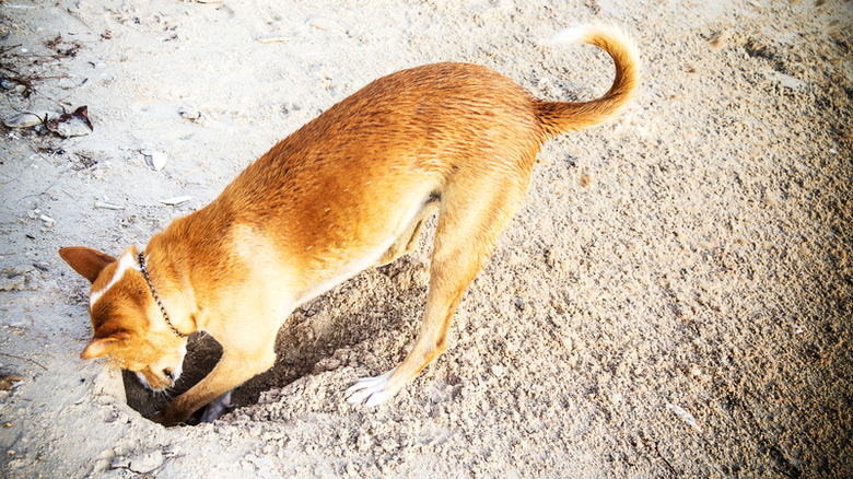 Dogs playing