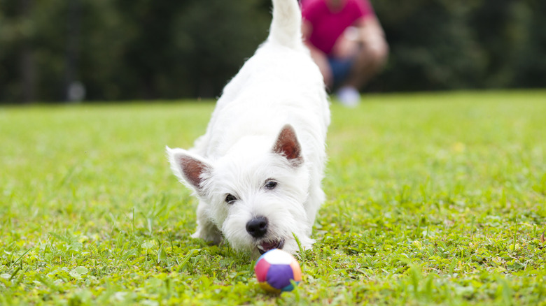 Dogs playing