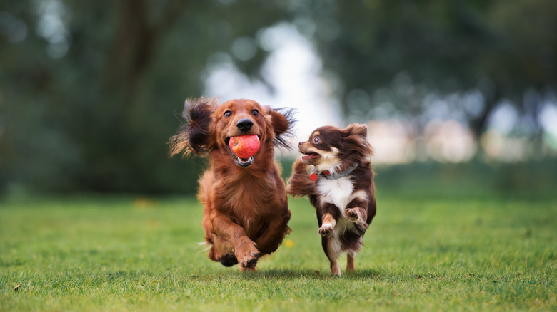 Dogs playing