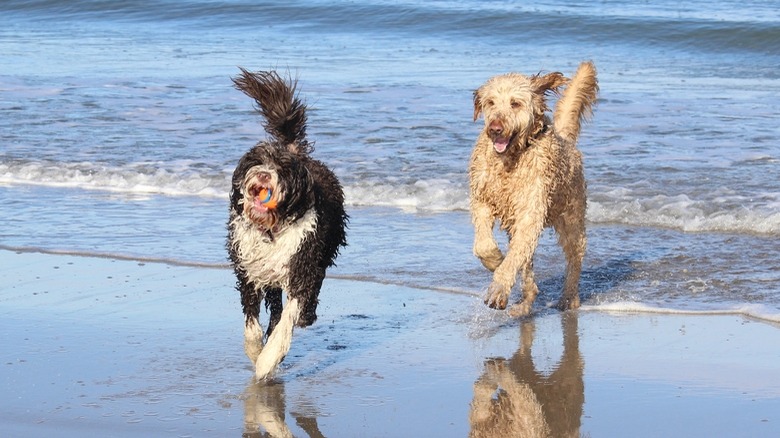 Dogs playing