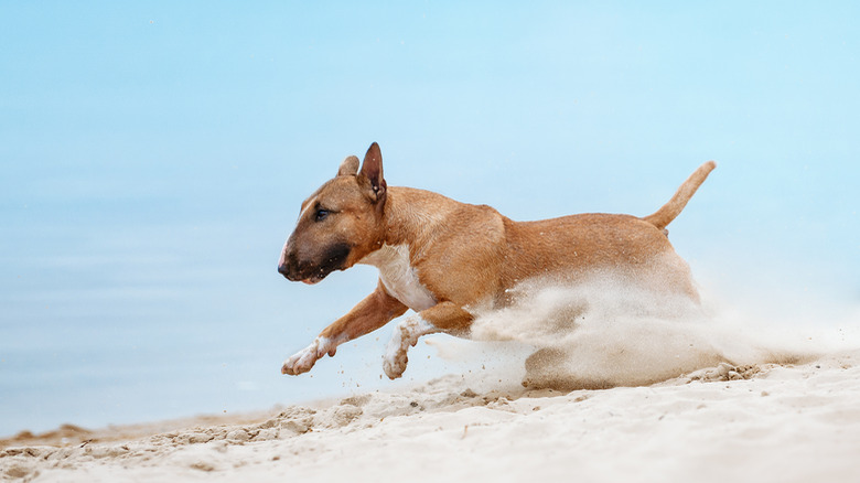 Dogs playing