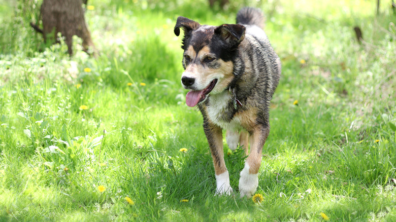 Dogs playing