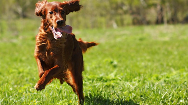 Dogs playing