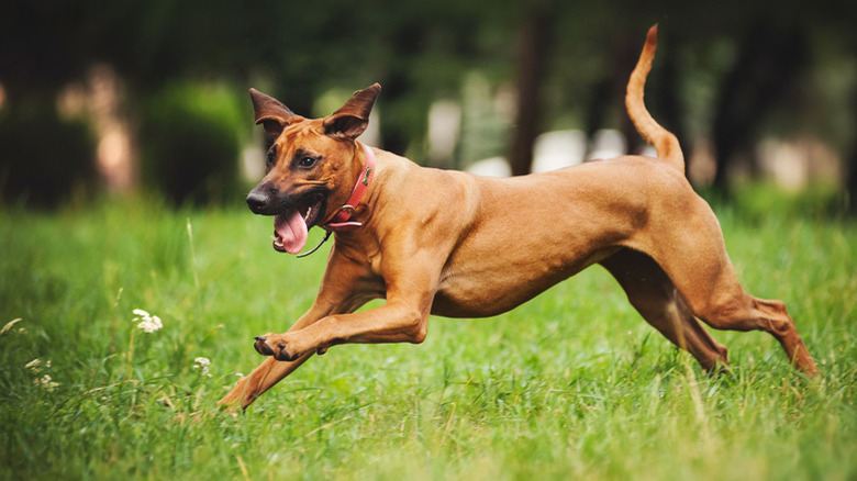 Dogs playing