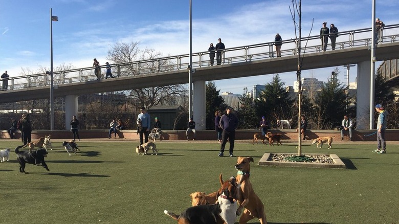 Dogs playing