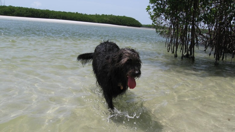 Dogs playing