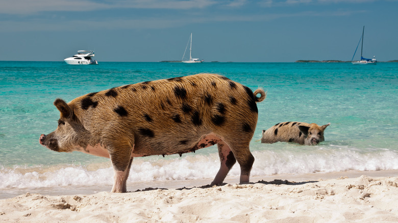 Big Major Cay, Bahamas