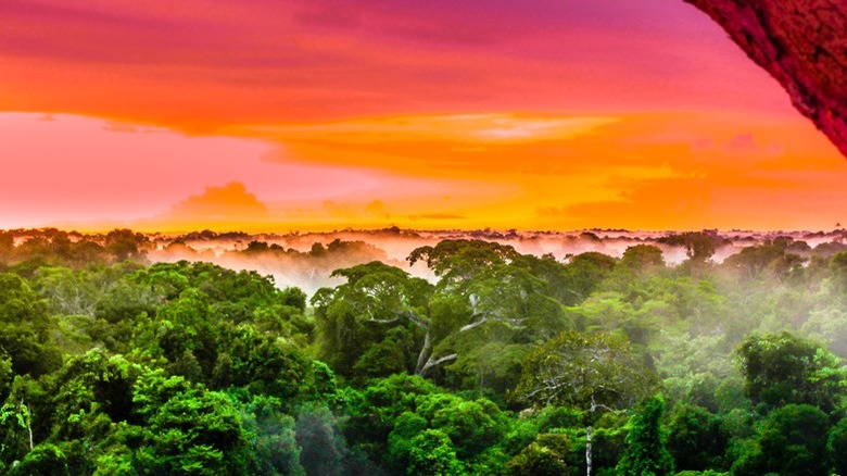 The Javari Valley, Brazil