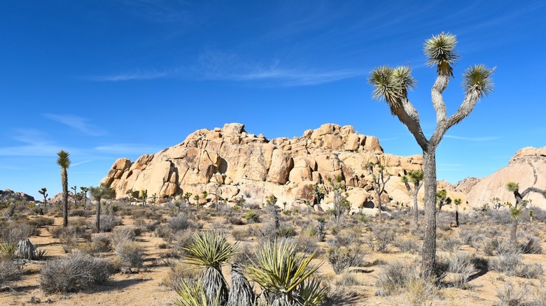 Joshua Tree National Park