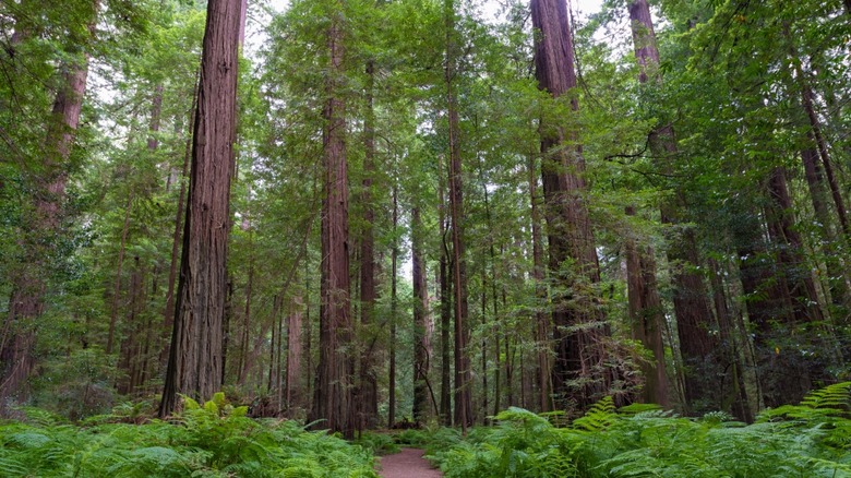 Redwood National and State Parks