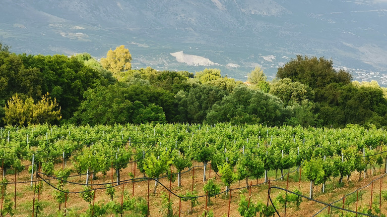 Vineyard in Kefalonia