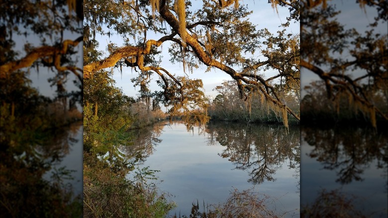 Lake at Live Oak Landing