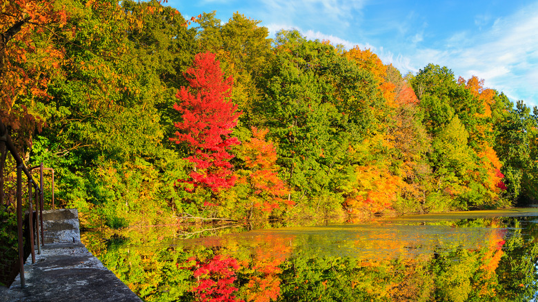 Fall trees in Hudson Valley