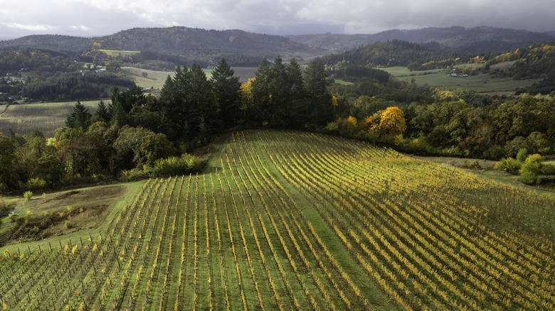 Orchards in Willamette Valley