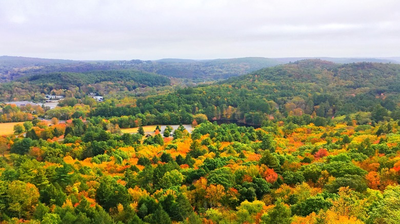 view of forest changing colors