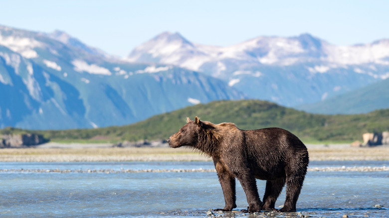 A brownbear stands in a shallow stream in Katmai National Park, Alaska