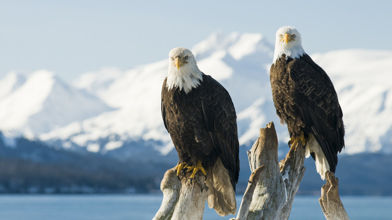 Two bald eagles perched in in Homer, Alaska