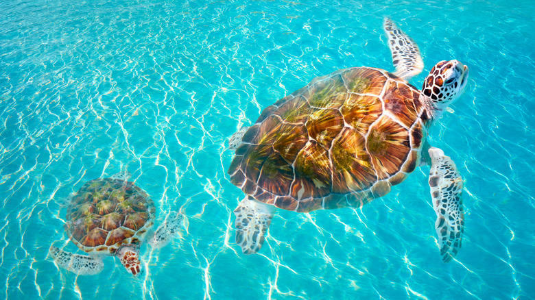 Turtles of Playa Akumal