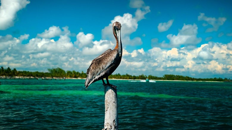 Birdlife at Sian Ka'an Biosphere