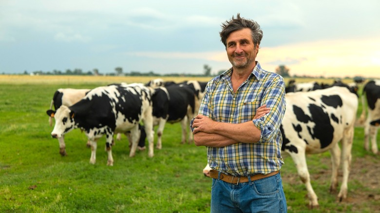 Italian farmer with cows