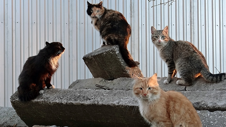 Gathering of street cats