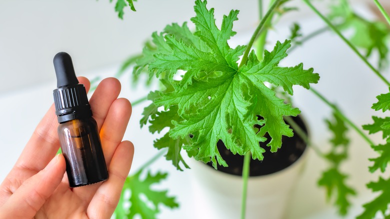 Essential oil and citronella plant