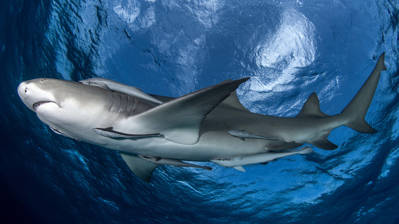 Shark in the Bahamas 