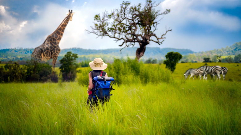 A woman in tall grass views game animals.