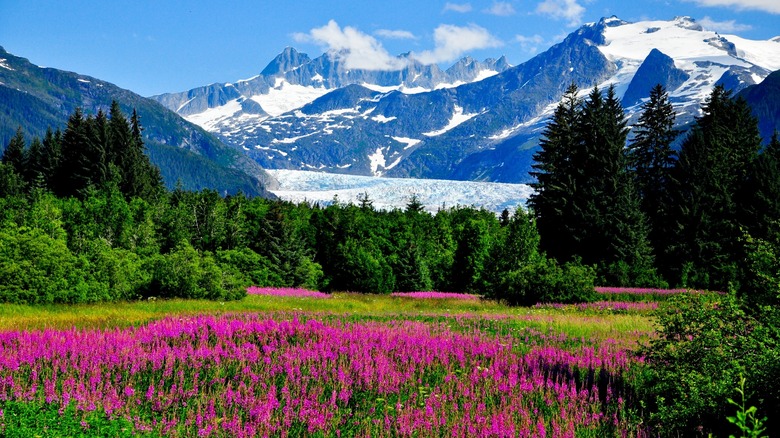 pink flowers below a mountain