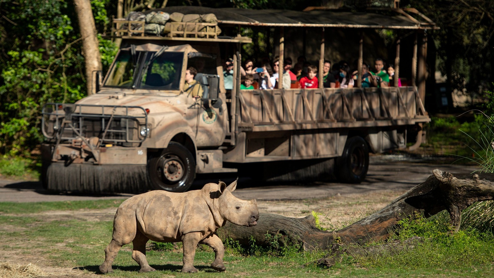 The Best And Worst Time To Go On Animal Kingdom's Popular Safari