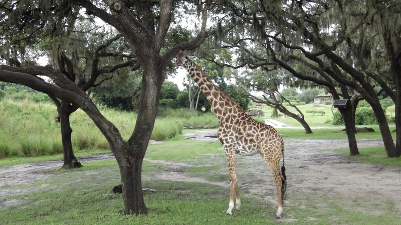 Giraffe in shade Kilimanjaro Safaris