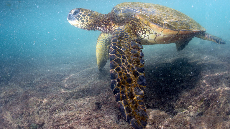 turtle near Kahaluu Bay