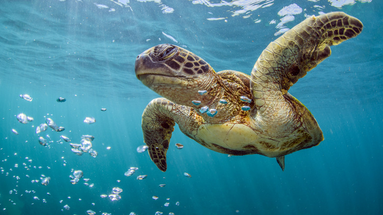 Sea turtle, Ningaloo Reef