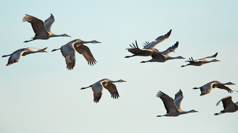 Sandhill cranes flying at North Platte River Valley