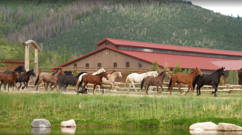 horses at Vista Verde Ranch 