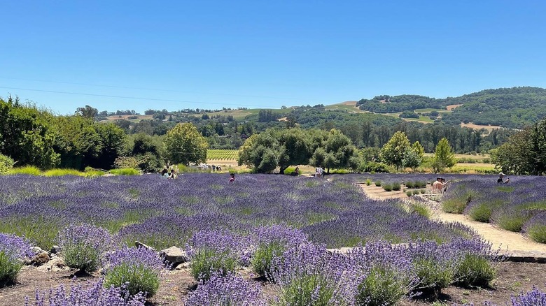 lavender fields and vineyards
