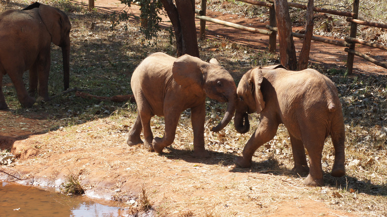 Elephant nursery in Zambia