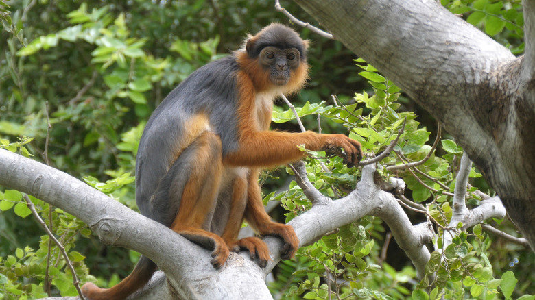 western colobus monkey in Africa
