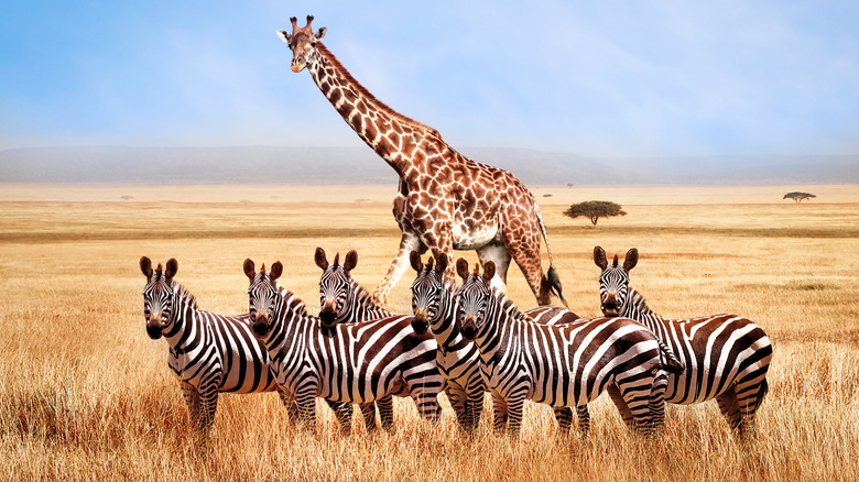 Zebras and a giraffe in Serengeti 