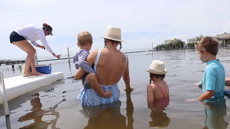 family pets dolphin