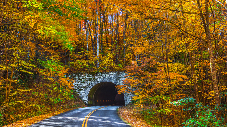 tunnel through changing leaves