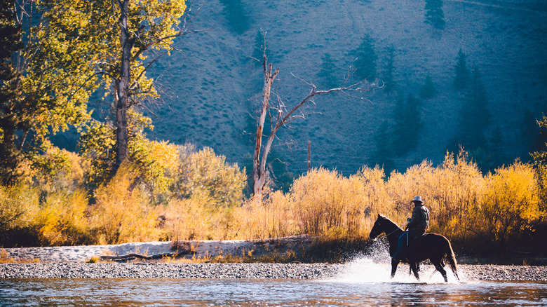 horse and rider in Montana river