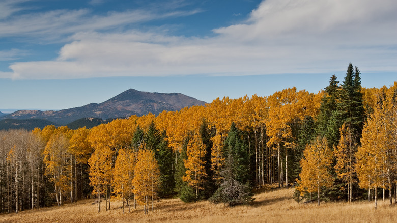 yellow aspen trees and evergreens