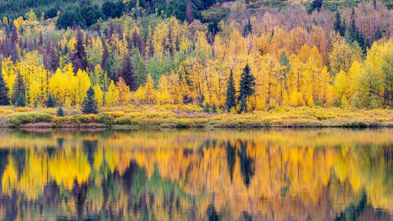 trees changing colors reflected lake