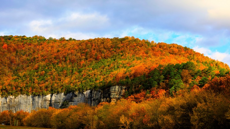 fall foliage mountainside