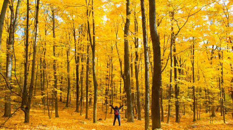 women in forest during autumn